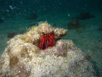 Close-up of coral in sea