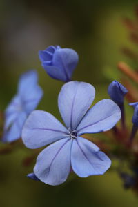 Close-up of purple flowering plant