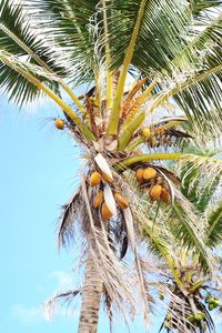 Low angle view of palm tree against sky