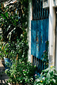 Potted plants in yard