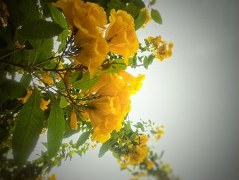 Low angle view of yellow flowers