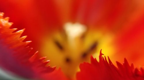 Close-up of red flowering plant