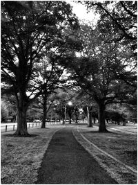 Empty road along trees