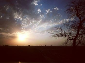 Silhouette of trees at sunset