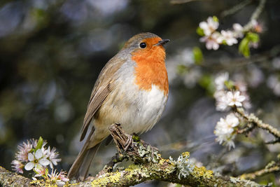 Close-up of bird perching on branch