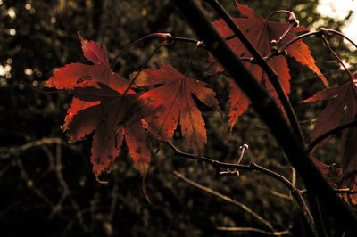 Close-up of maple leaves on tree