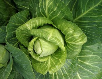 Green cabbage