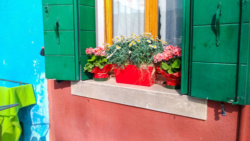 Potted plant on window of building