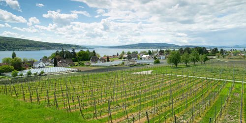 Scenic view of agricultural field against sky