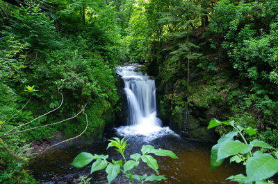 Scenic view of waterfall in forest