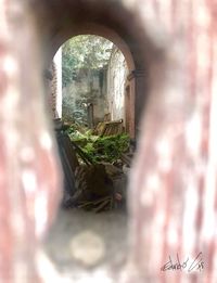 Plants seen through window of old building