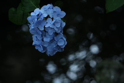 Close-up of purple flowers blooming