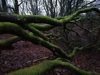Moss growing on tree in forest