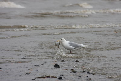 Seagull on beach