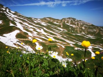 Sprintime in the mountains