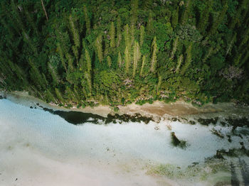 Scenic view of lake in forest