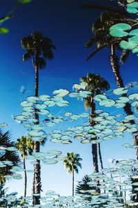 Low angle view of palm trees against blue sky