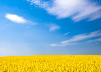 Yellow rapeseed with blue sky