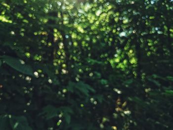 Full frame shot of tree