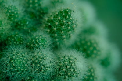 Close-up of succulent plant