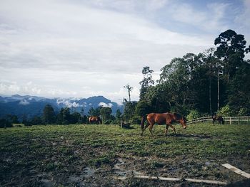 Cows grazing on field