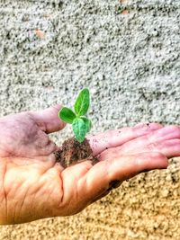 Close-up of hand holding plant