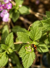 Close-up of insect on flower