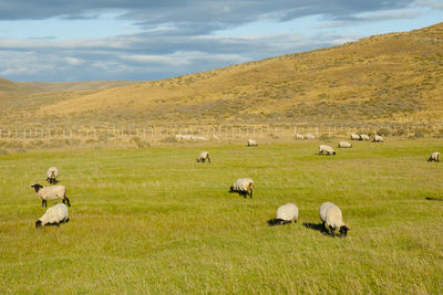 Cows grazing on field against sky