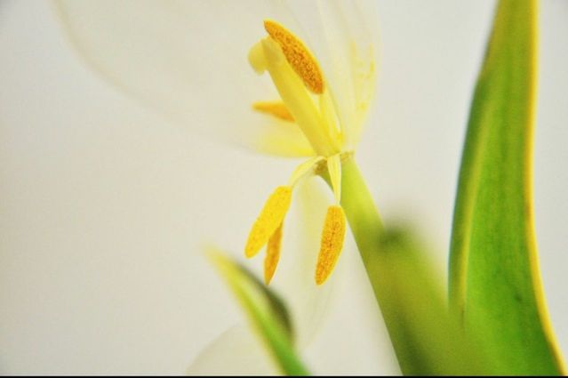 flower, petal, freshness, fragility, flower head, growth, close-up, beauty in nature, single flower, yellow, nature, plant, focus on foreground, blooming, stem, selective focus, in bloom, botany, blossom, stamen