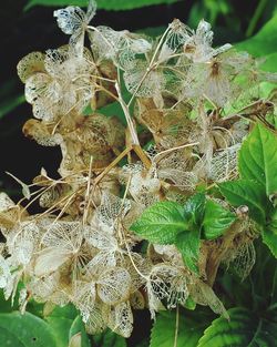 Close-up of plant