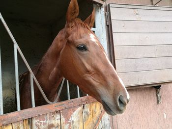 Close-up of horse in stable