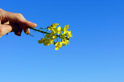 Person holding flowering plant against blue sky