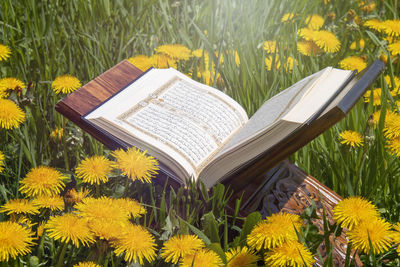 Yellow flowers on field