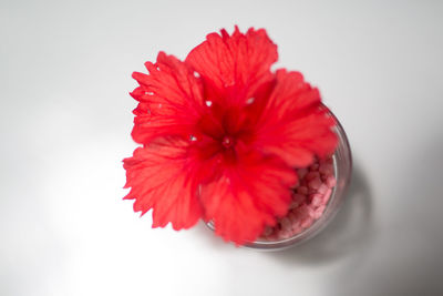 Close-up of red flowers over white background