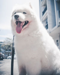 Close-up of dog looking away