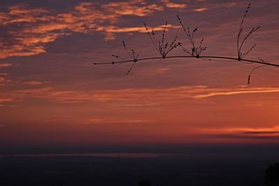 Low angle view of silhouette tree against dramatic sky during sunset