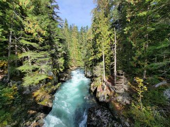 Scenic view of waterfall in forest