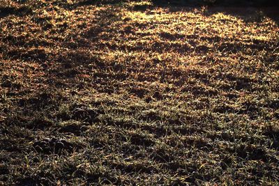 Full frame shot of plants on field