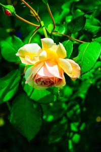 Close-up of rose plant