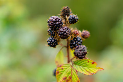 Close-up of berries growing on plant