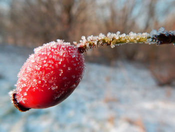 Close-up of red berries on tree