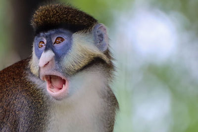 Schmidt's red-tailed guenon monkey mouth open