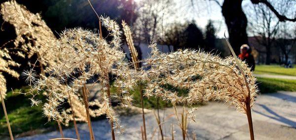 Close-up of snow on field