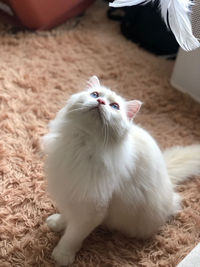 High angle portrait of white cat on rug