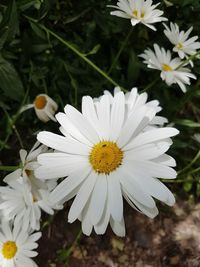 Close-up of white flowers blooming outdoors