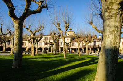 Trees and plants in lawn against sky