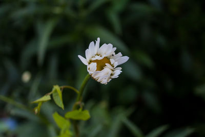 Close-up of white flower