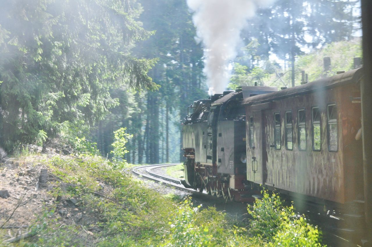 TRAIN ON RAILROAD TRACK IN FOREST