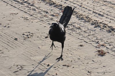 High angle view of bird on sand