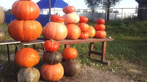 Pumpkins on field